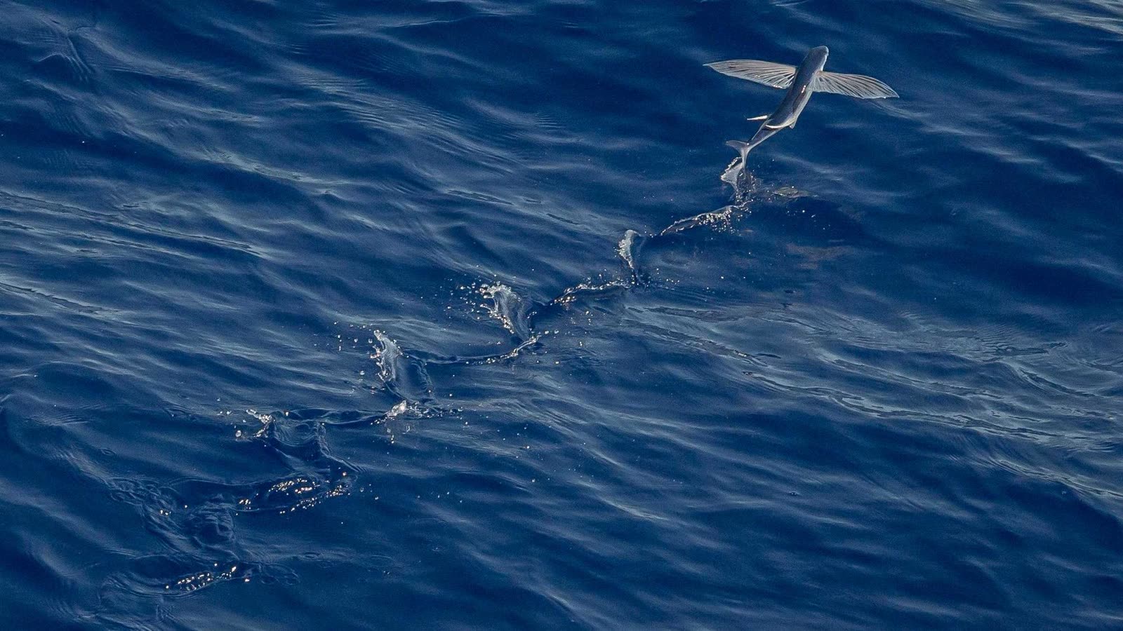 Sauna for recovery: what is real, what is hype, and how to dose it